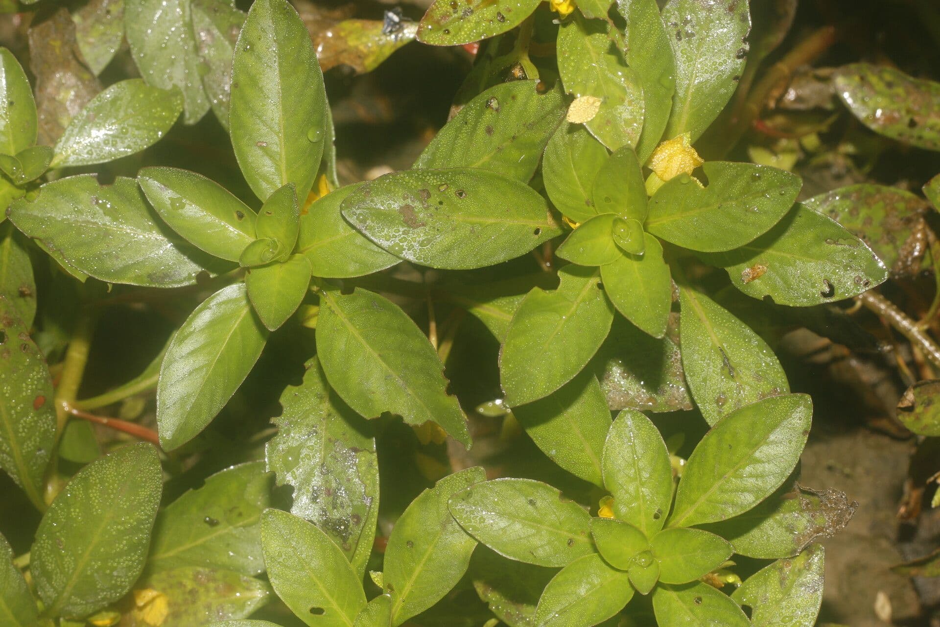 Ludwigia 9