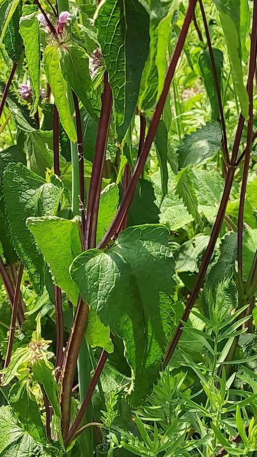 Phlomoides 5