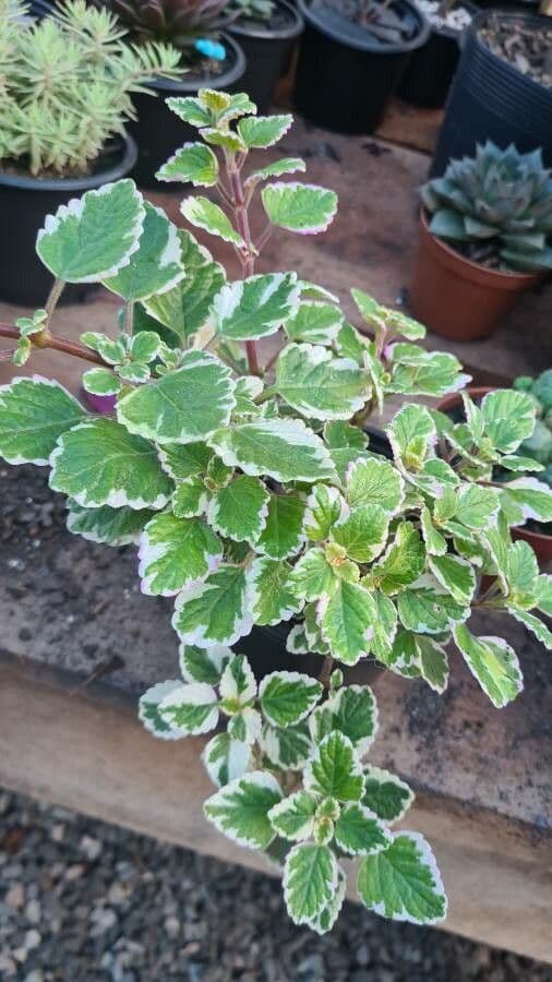 Plectranthus 3