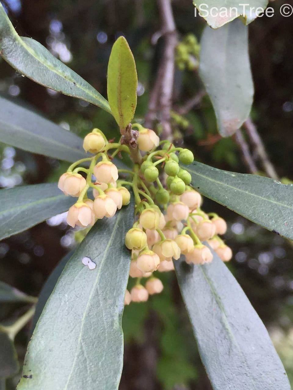Euclea 9