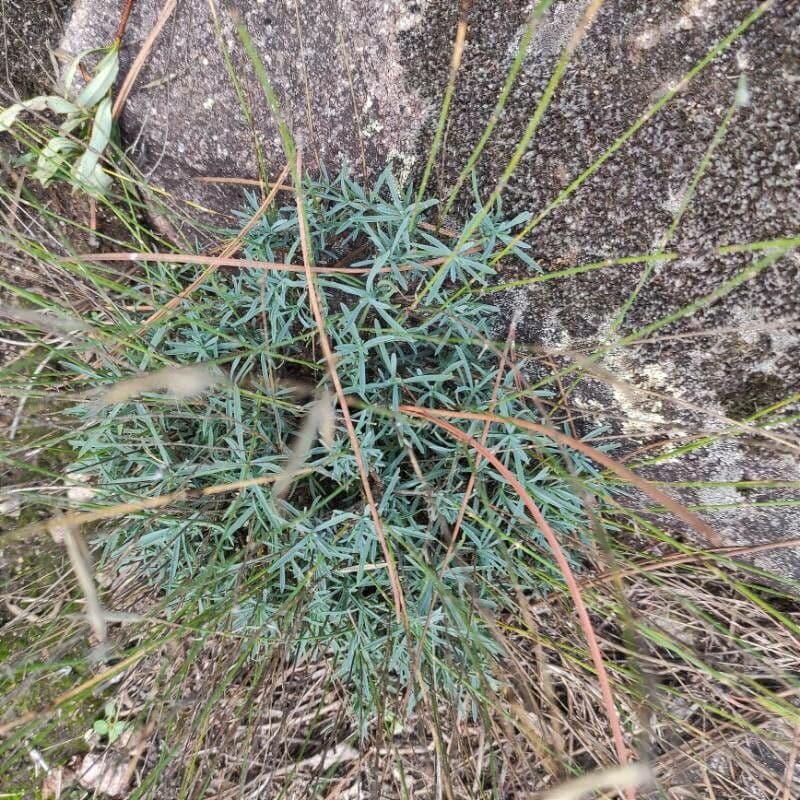Dianthus 13