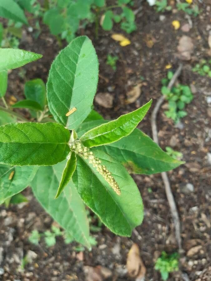 Croton giallo 9