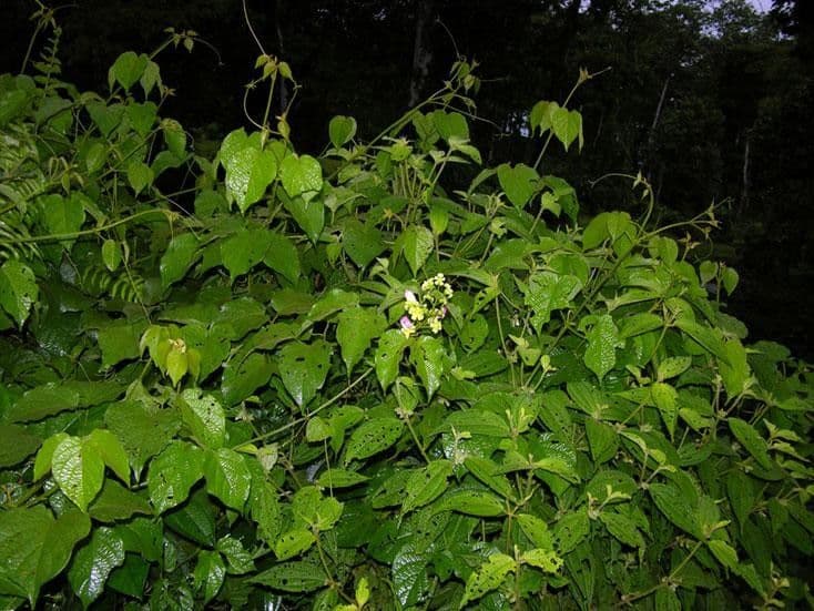 Amphilophium paniculato 8