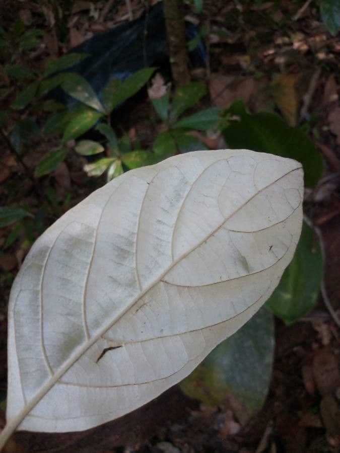 Ocotea 6