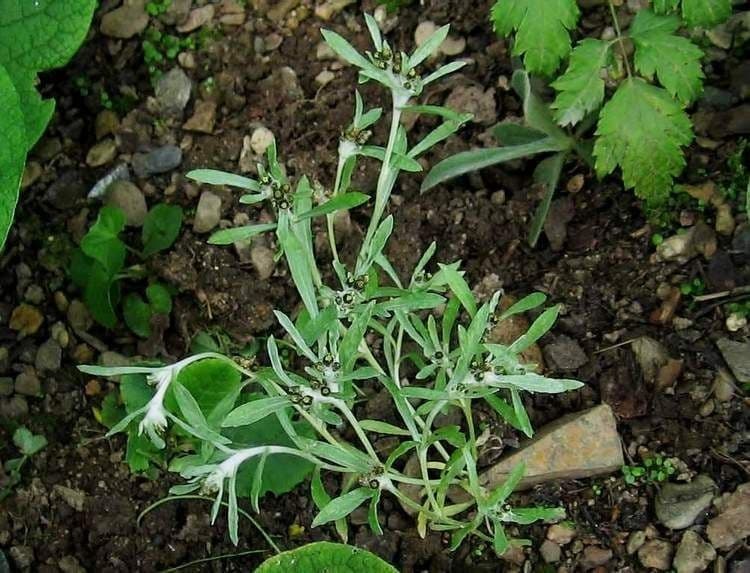 Gnaphalium 21