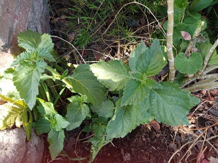 Lantana 16