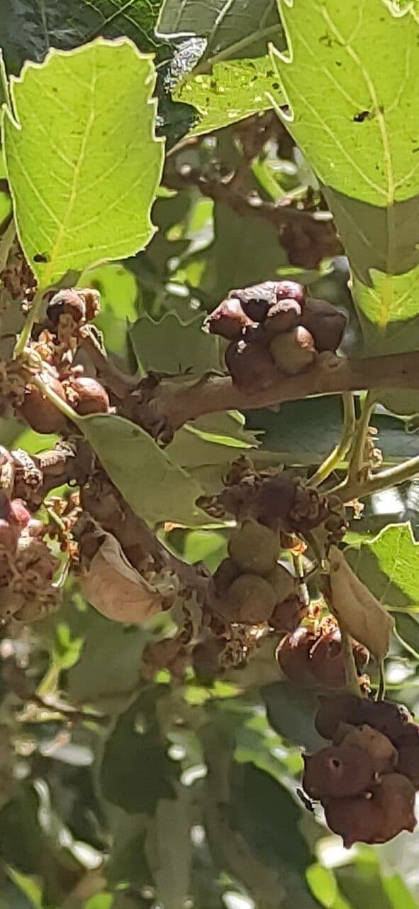 Quercia 2