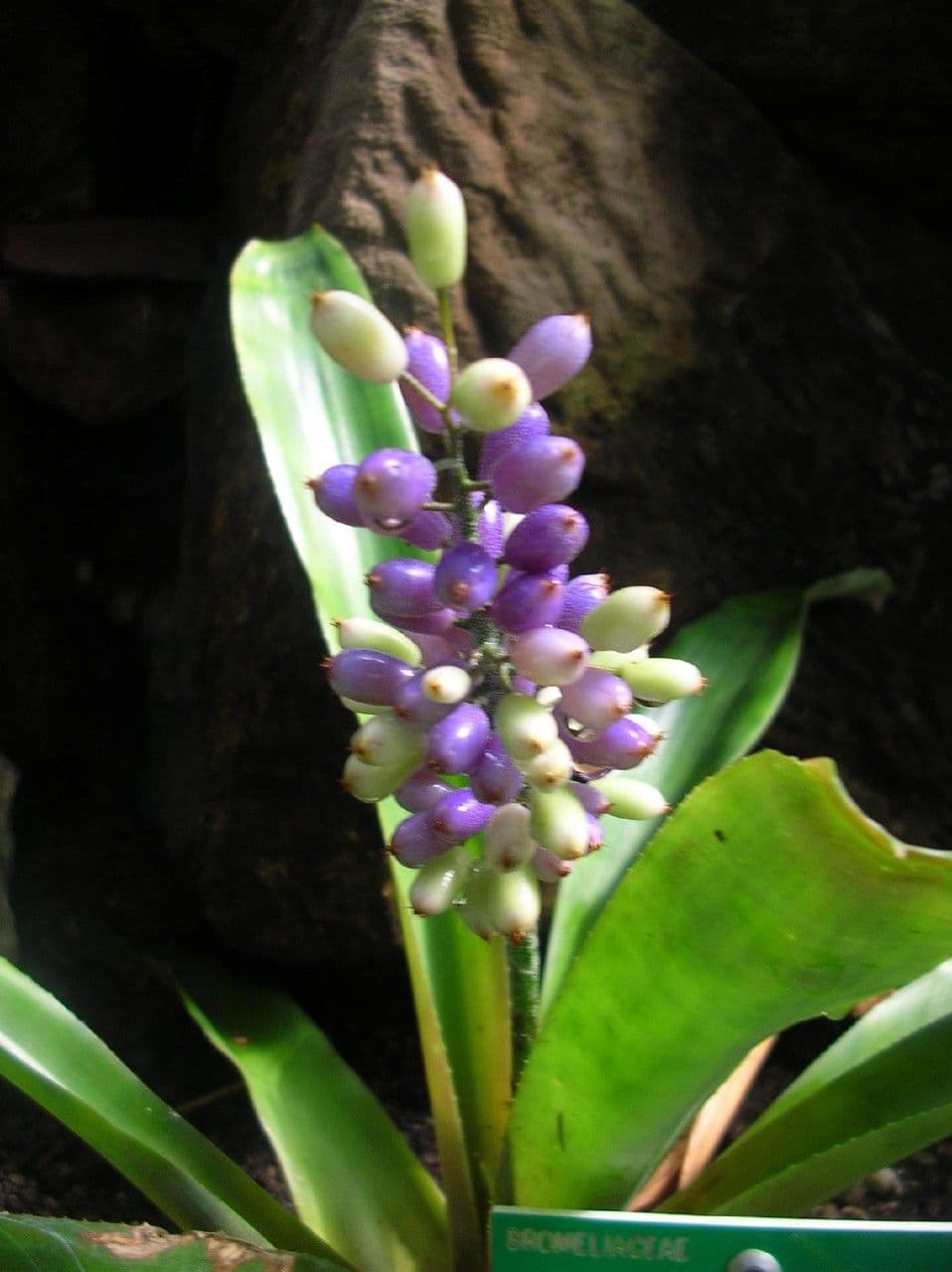 Aechmea 10