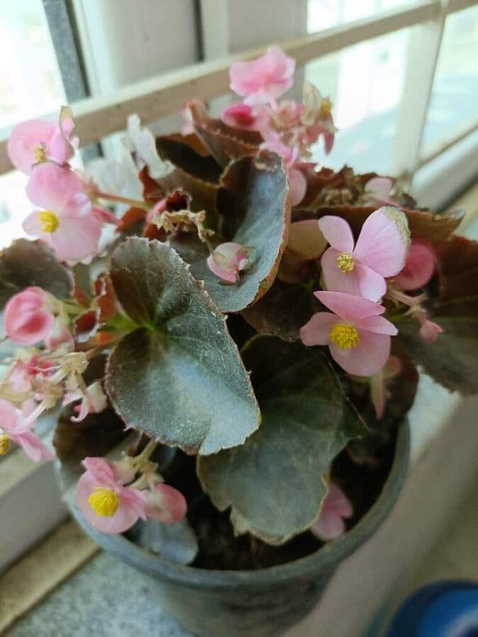 Begonia 8
