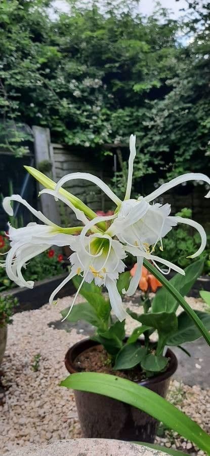 Hymenocallis 15