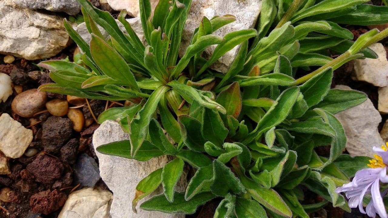 Erigeron caucasicus 3