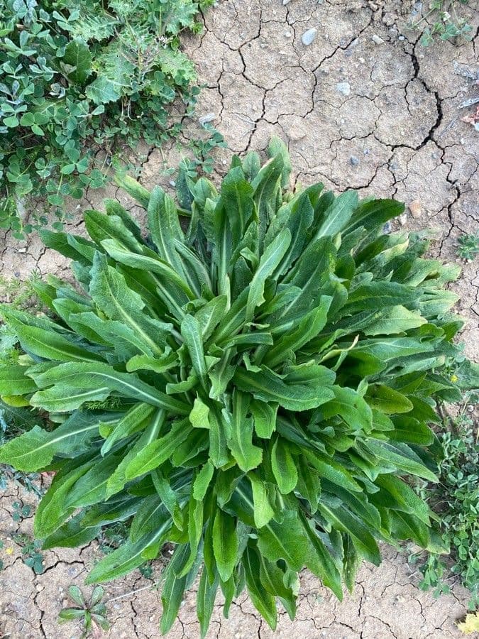 Cynoglossum dioscoridis 17