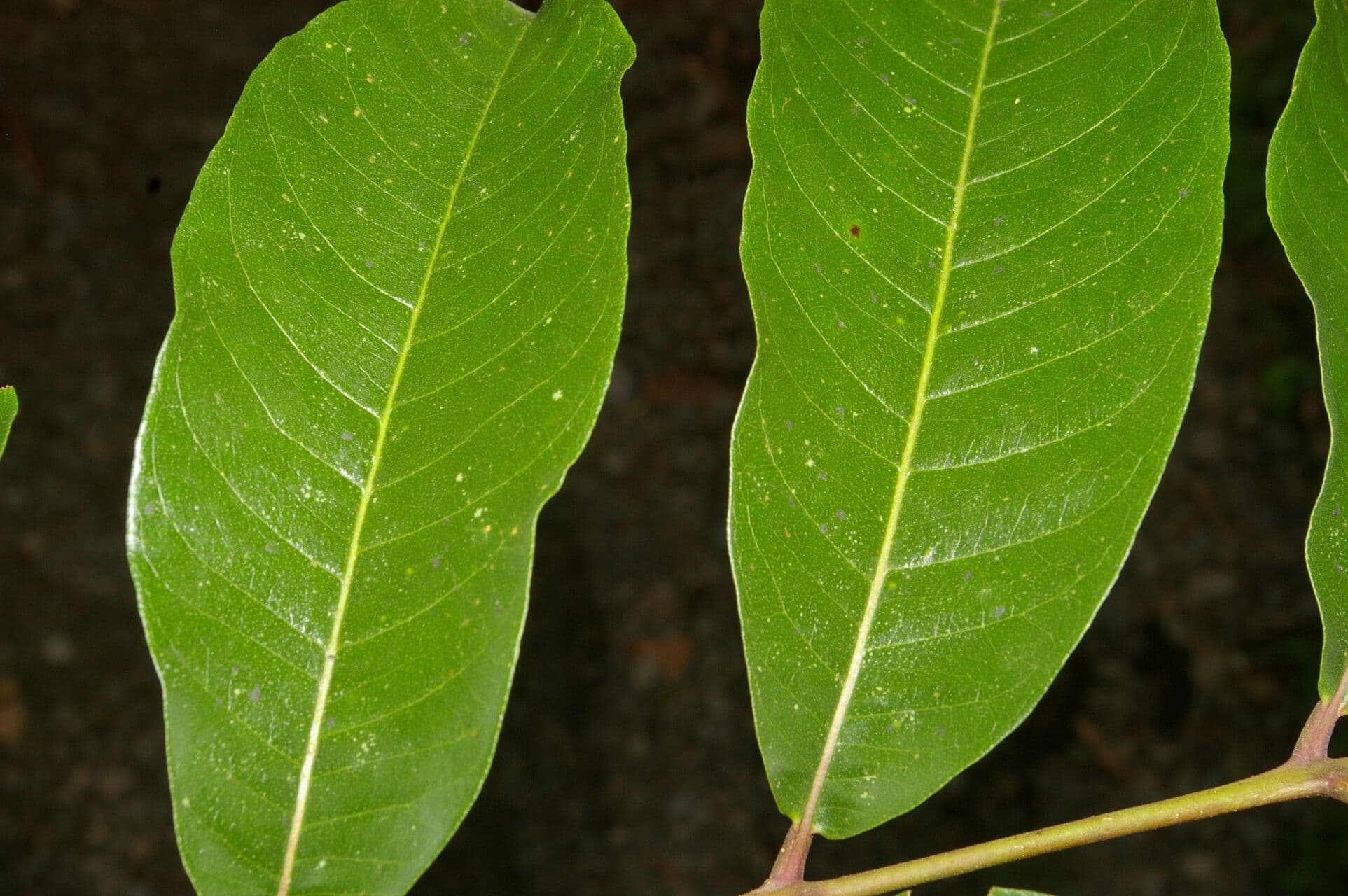 Zanthoxylum 5