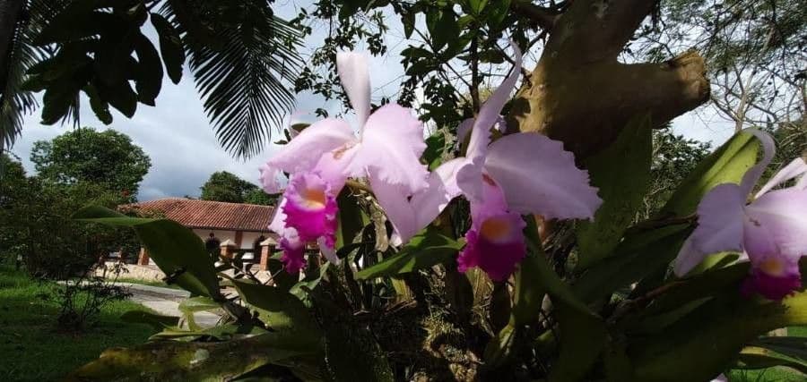 Orchidea di Natale 3