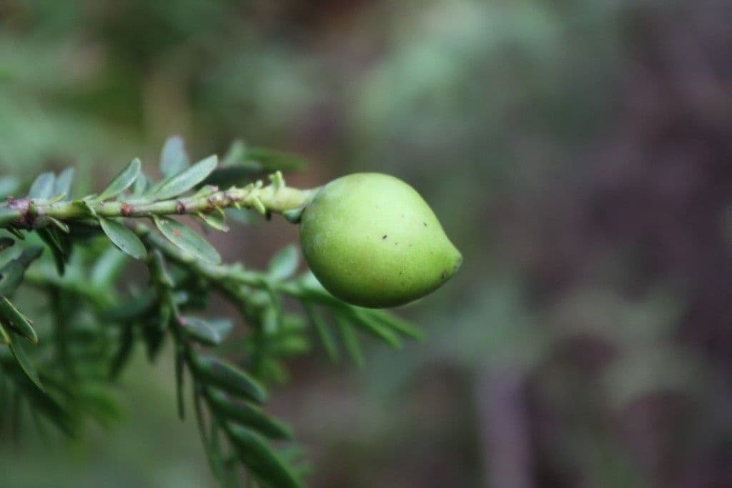 Retrophyllum