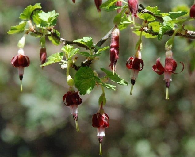 Ribes 2