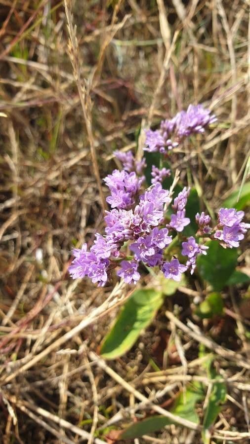 Limonium 5