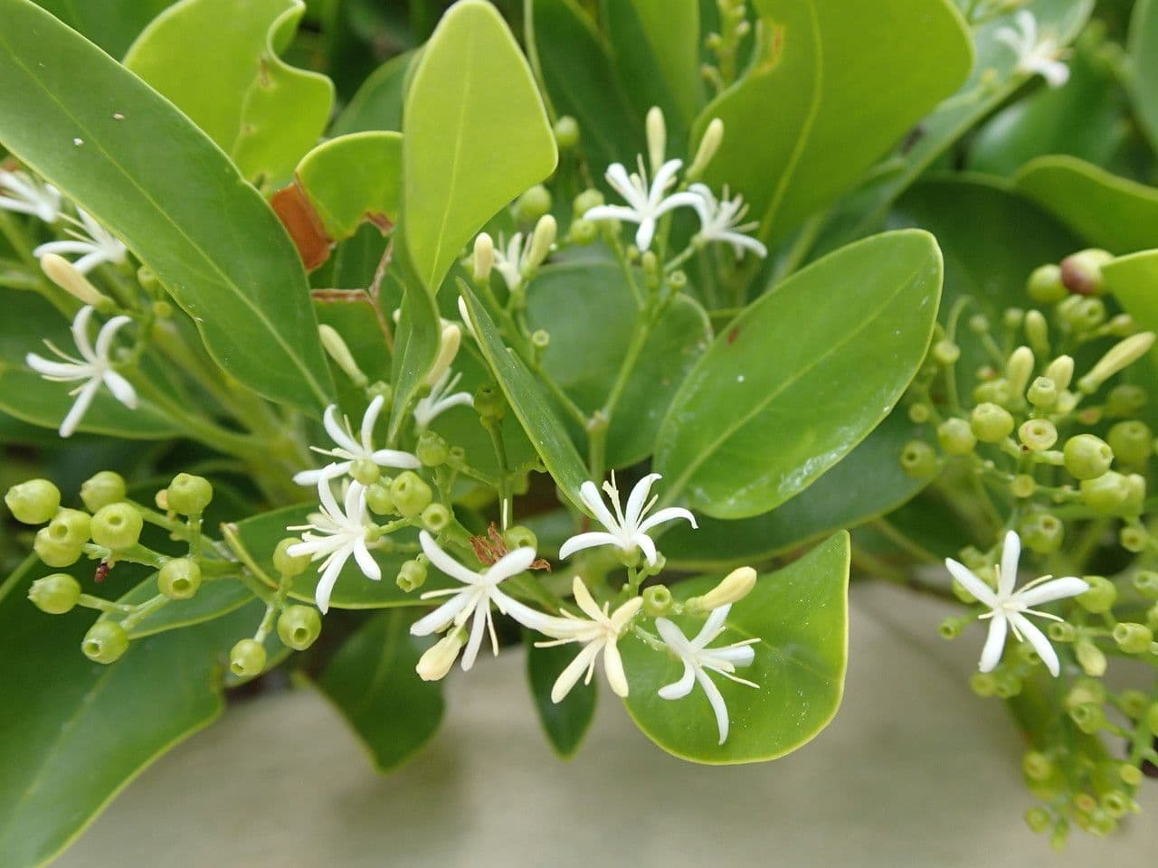 Erithalis fruticosa 14