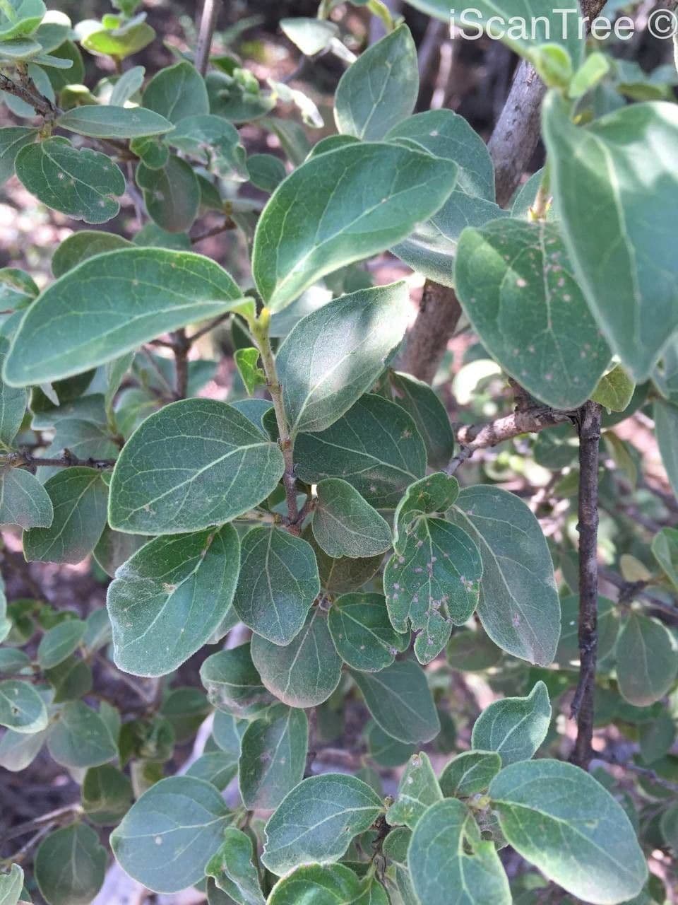 Afrocanthium gilfillanii 6