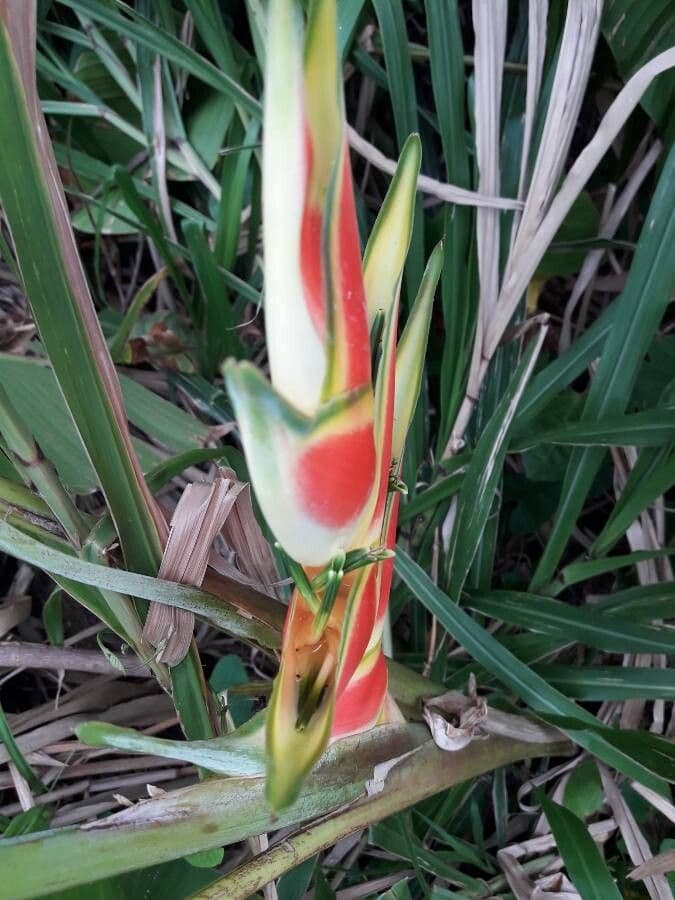 Geldblume 6
