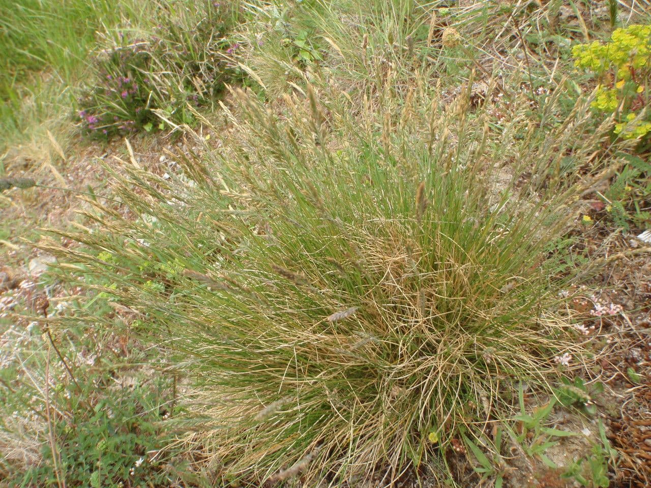 Festuca di Huon 9