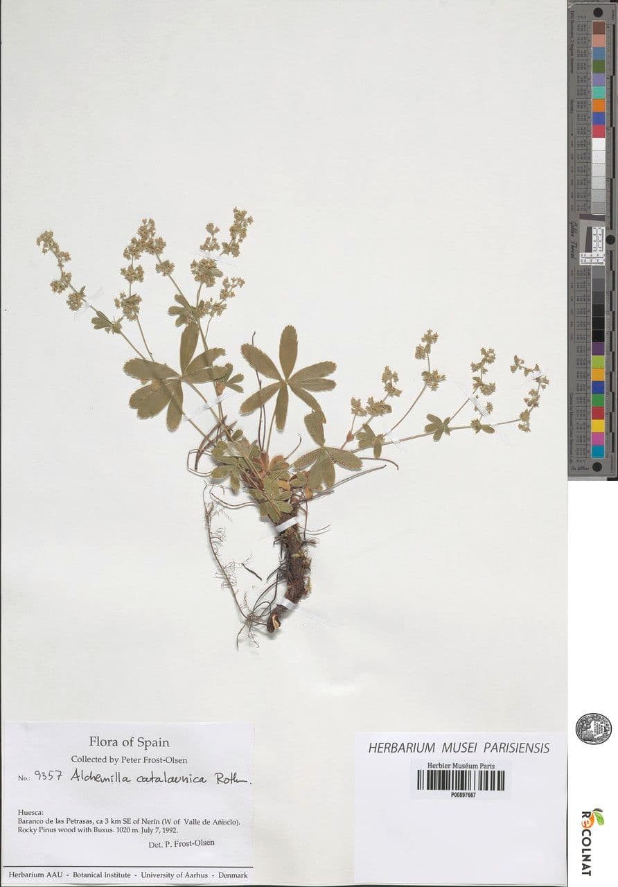 Alchemilla catalaunica 3