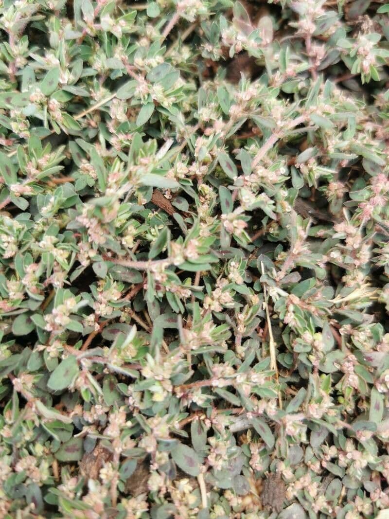 Euphorbe maculée 9