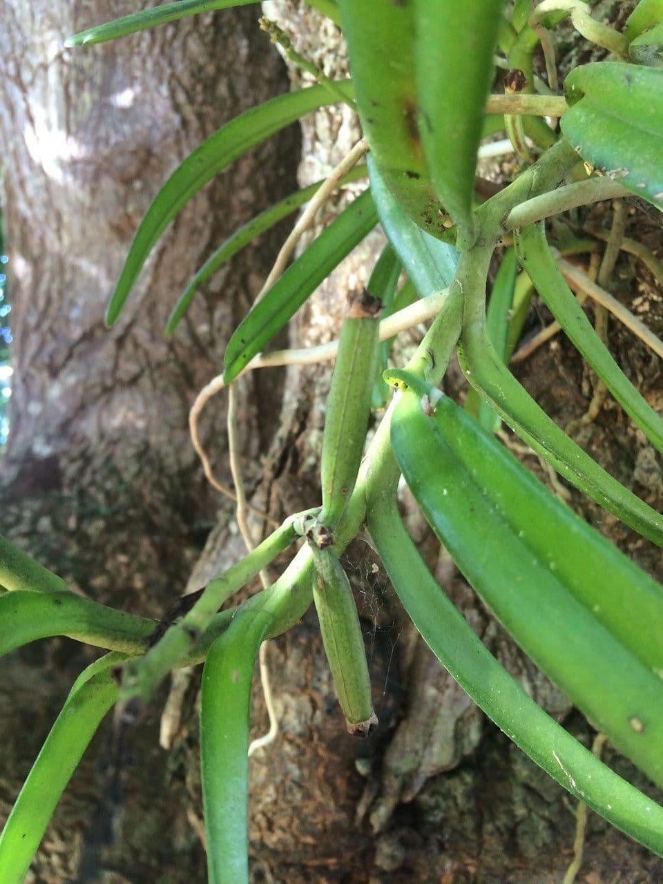 Acampe pachyglossa