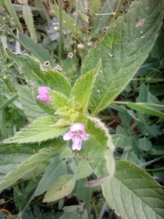 Canapetta bifida 17