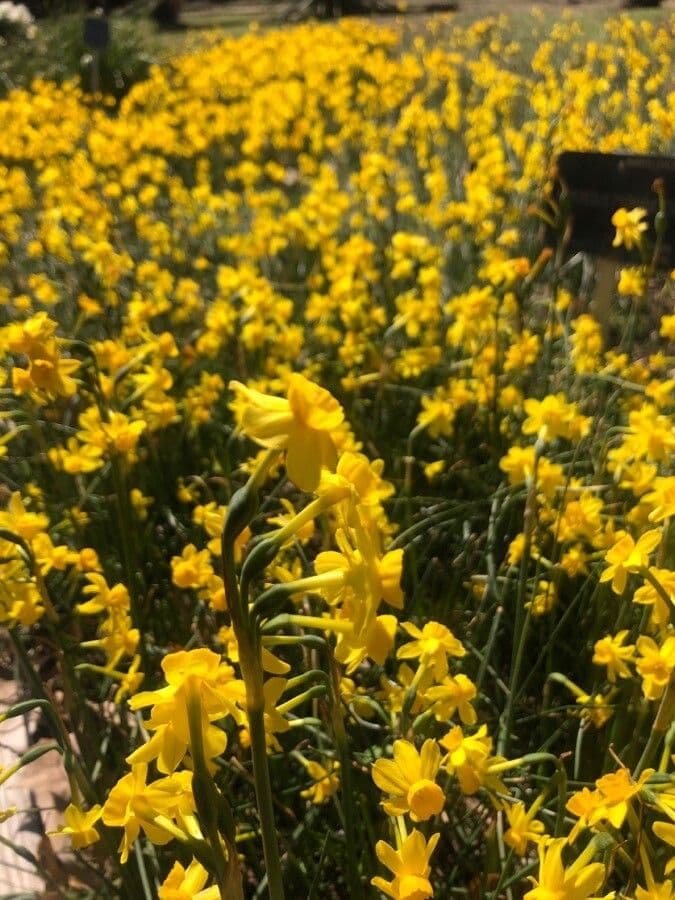 Yellow Daffodil 4