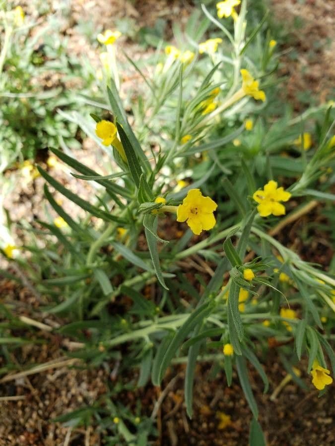 Lithospermum incisum 3