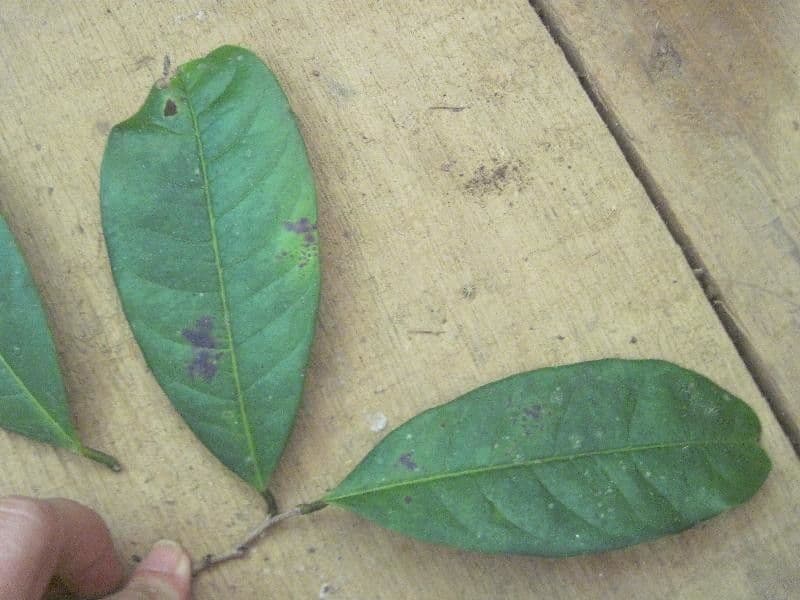 Amanoa 7