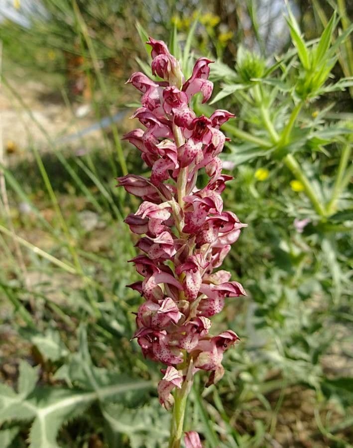 Orchide cimicina 8