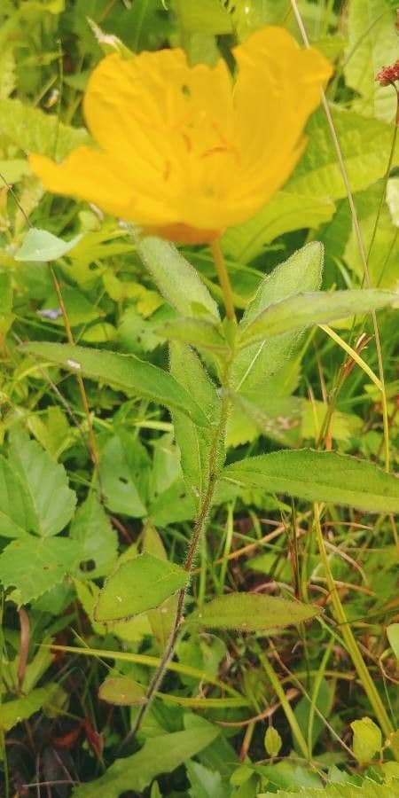 Onagra arbustiva 20