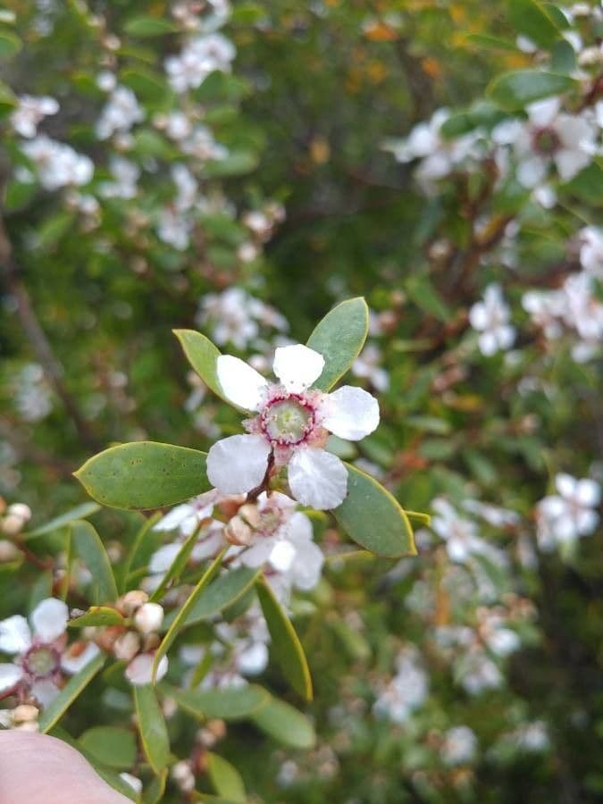 Leptospermum laevigatum 4