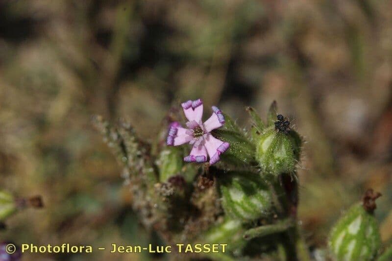 Silene 4