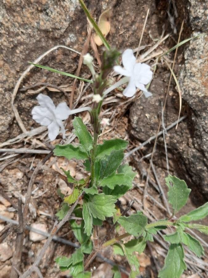 Chasmanthium 3