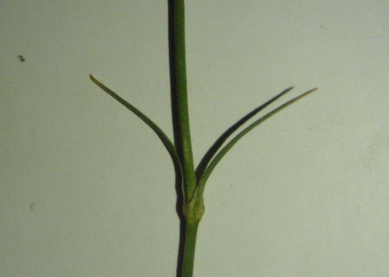 Garofano di Balbis 17