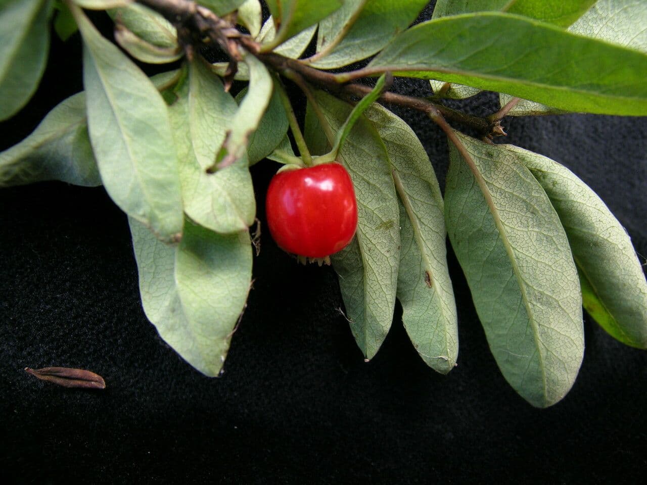 Geißblatt