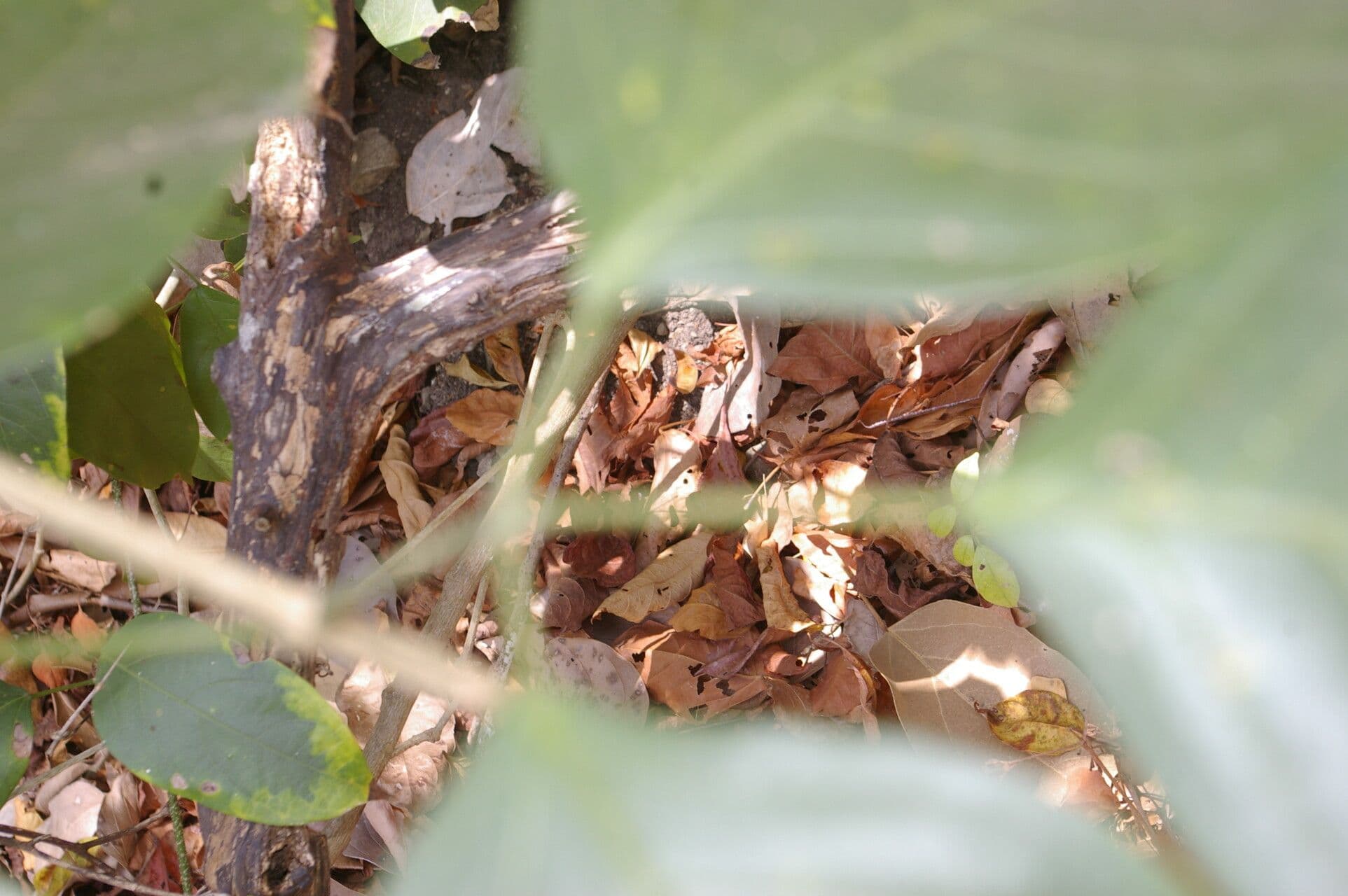 Adenocalymma inundatum 2