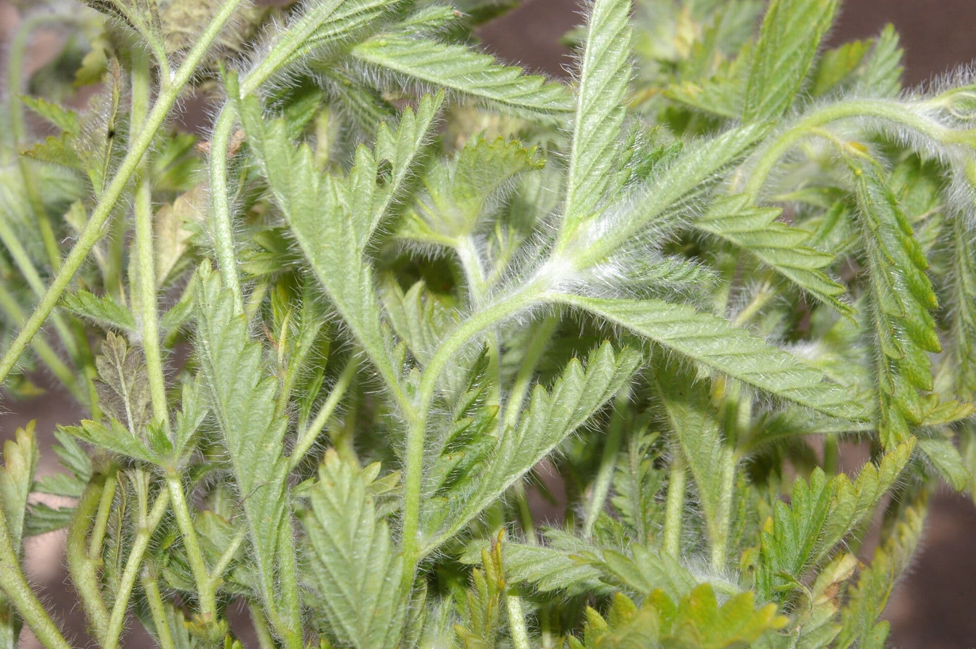 Turnera pumilea 2