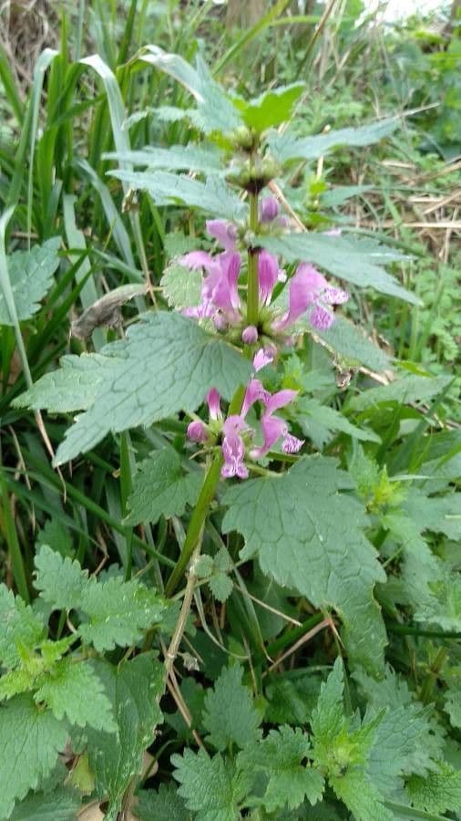 Falsa ortica macchiata 19