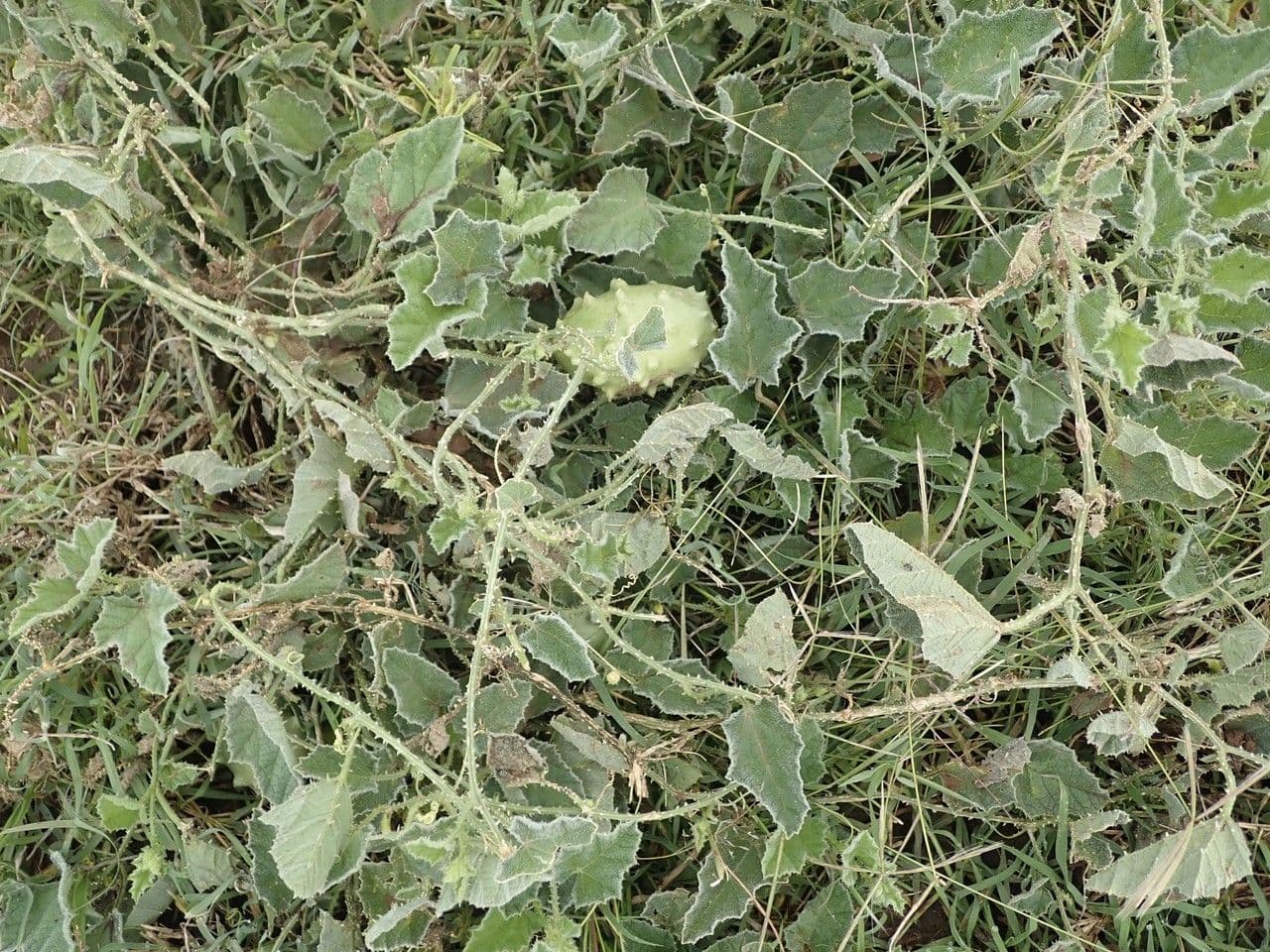 Concombre épineux
