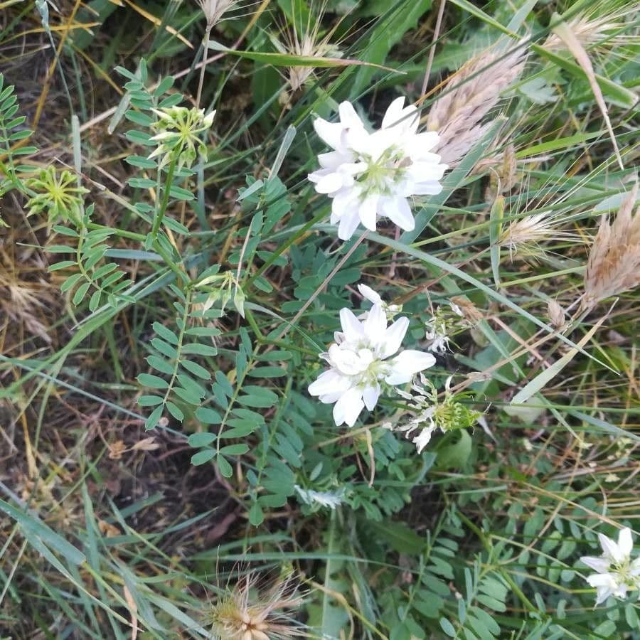 Korunka 2