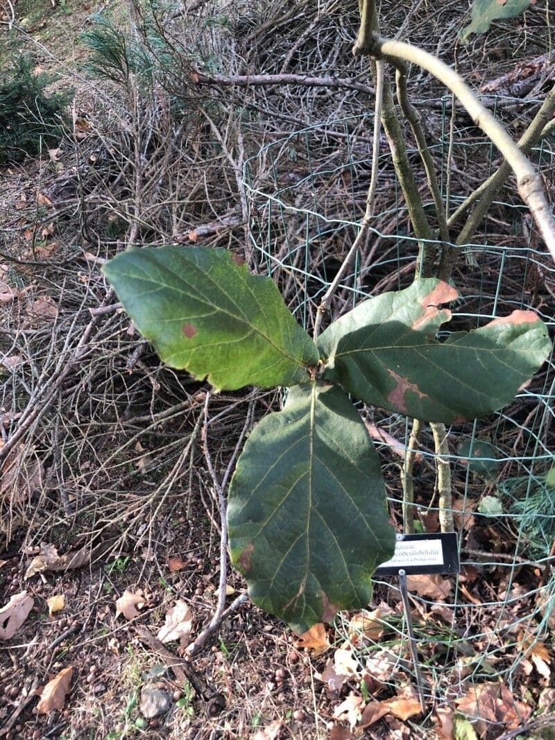 Quercia