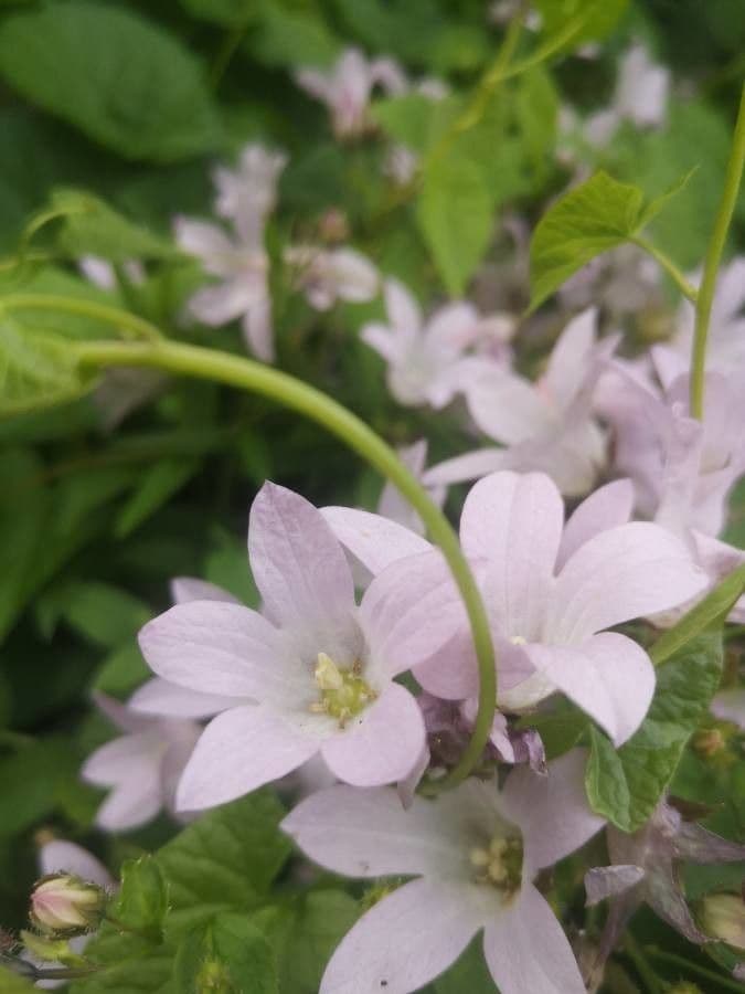 Campanula lactiflora 2