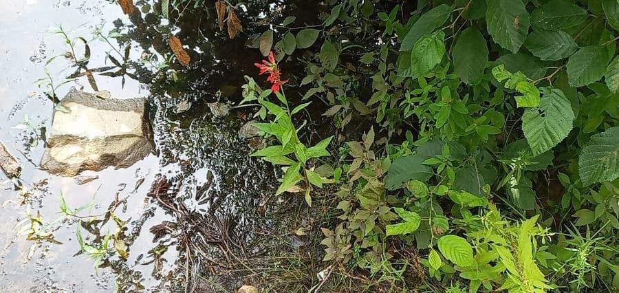 Lobelia cardinale 14