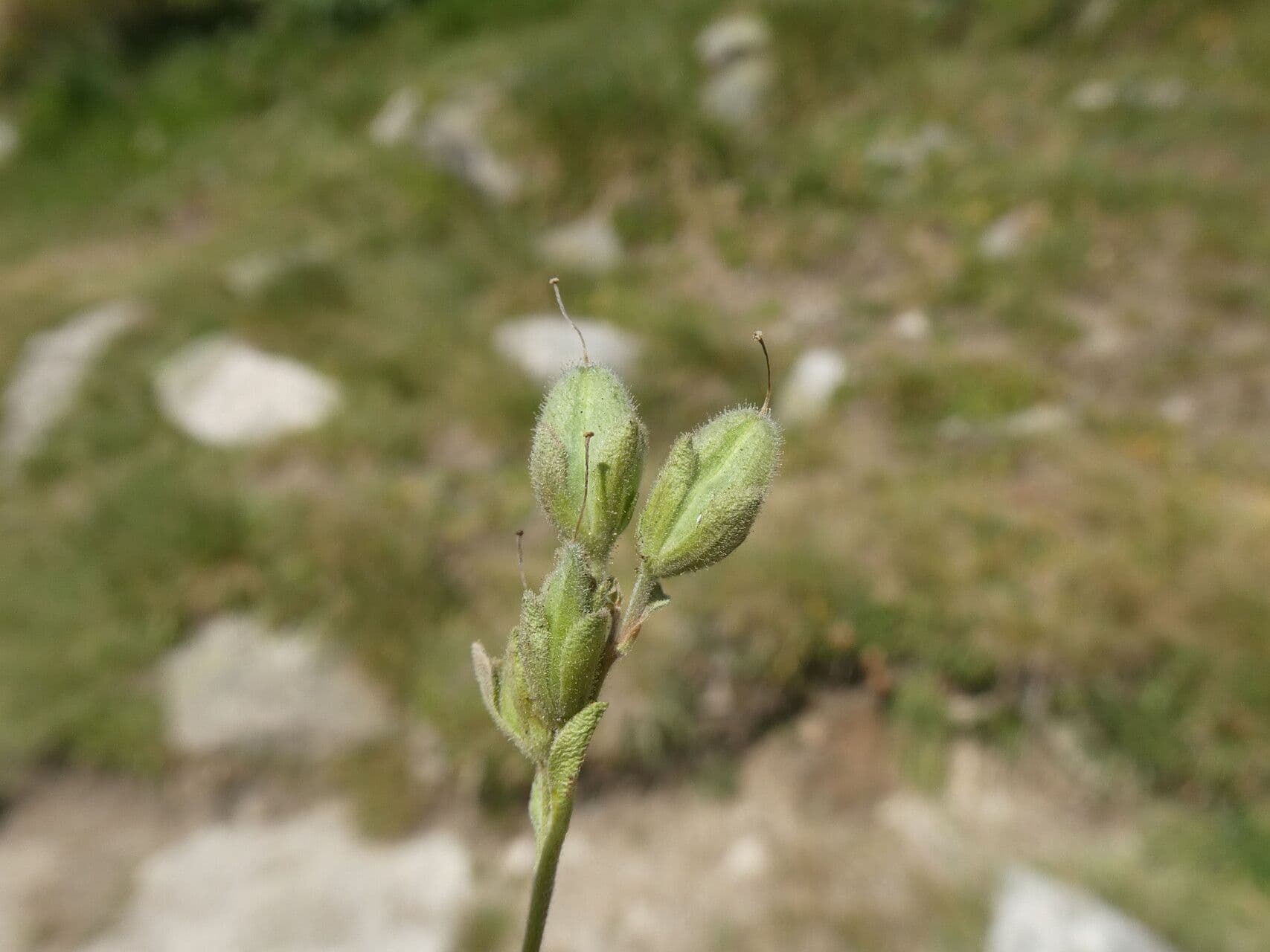Veronica fruticulosa