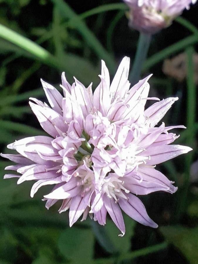 Erba cipollina 7