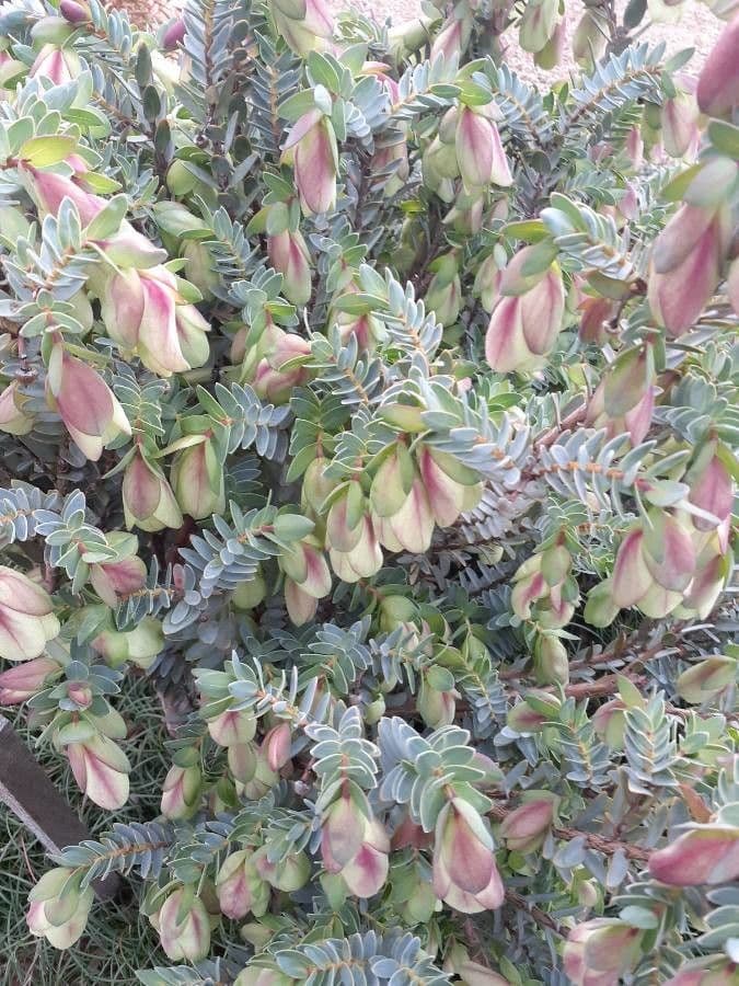 Pimelea 3
